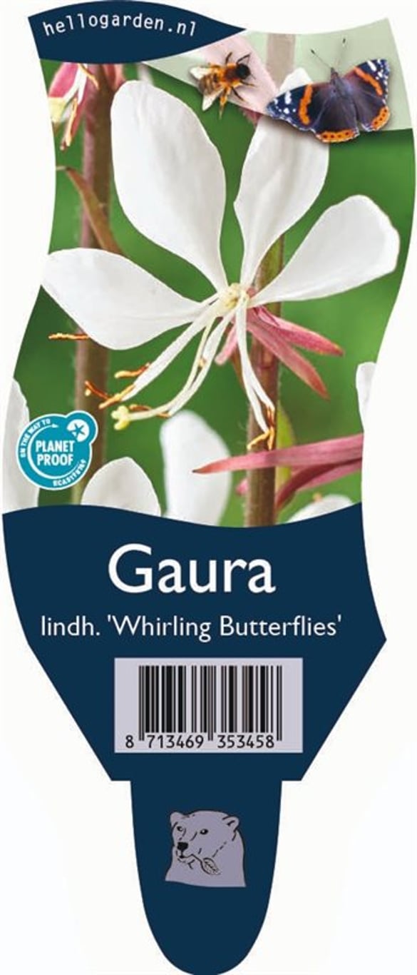 Gaura l. 'Whirling Butterflies' - P11
